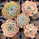 Echeveria 'Morning Dew' 3"-4" *Set of 5* Succulent Plants