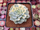 Echeveria 'Bluette' Variegated 3"-4" Succulent Plant