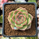 Echeveria 'Malgan' 1" Succulent Plant