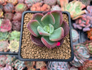 Echeveria 'Santorini' 2" New Hybrid Succulent Plant
