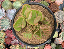 Echeveria 'Pallida' Crested 3"-4" Succulent Plant
