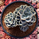 Pachyveria 'Orpet' 4" Cluster Succulent Plant