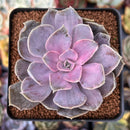 Echeveria 'Perle von Nurnberg' Variegated 3" Succulent Plant