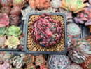 Echeveria Agavoides 'Vivace' 1"-2" Cluster Succulent Plant