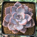 Echeveria 'La Bamba' 3" Succulent Plant