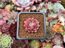 Echeveria Agavoides 'Shani' 1" Succulent Plant