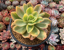 Echeveria 'Golden Glow' Variegated 5" Succulent Plant