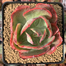 Echeveria 'Kanteli' Variegated 3" Succulent Plant