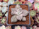 Echeveria 'Xichuensis' 2" Succulent Plant
