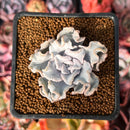 Echeveria 'Crispate Beauty' 1" Powdery Succulent Plant
