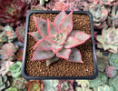 Echeveria 'Madiba' Hybrid 1"-2" Succulent Plant