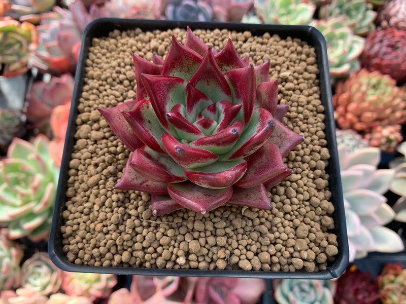 Echeveria Agavoides 