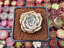 Echeveria 'Ensemble' 1" New Hybrid Succulent Plant