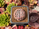 Echeveria 'Primera' 1" Succulent Plant