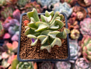 Echeveria 'Black Hawk' 2" Succulent Plant