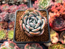 Echeveria 'Icy Purple' 2" Succulent Plant