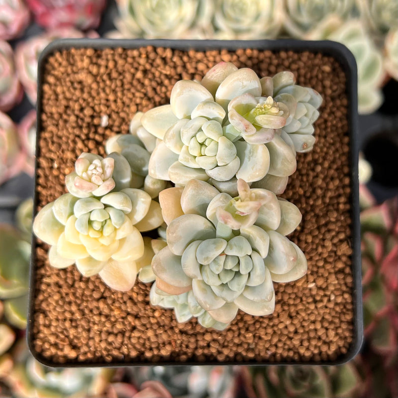 sedum clavatum succulent Sedum 'Clavatum' Variegated 2"-3" Cluster Succulent Plant – True Succulents Plant Co