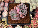 Echeveria 'Hamilton' 2" Cluster Succulent Plant