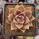 Echeveria 'Mysterious Rose' 2" Succulent Plant