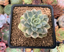 Echeveria 'Tinker Bell' Variegated 2"-3" Succulent Plant