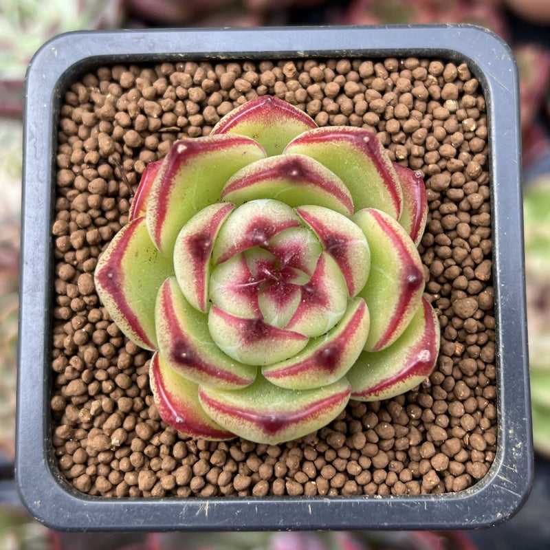 succulent mountain Echeveria Agavoides 'Pink Mountain' 1" New Hybrid Succulent Plant – True  Succulents Plant Co