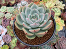 Echeveria 'White Champaign' 5" Large Succulent Plant