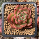 Echeveria Agavoides 'Chalstone' 1" Succulent Plant