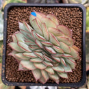 Echeveria 'Esther' Crested 2"-3" Succulent Plant
