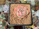 Echeveria 'Maria' 1" Succulent Plant
