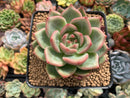 Echeveria 'White Champaign' 2"-3" Succulent Plant