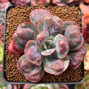 Echeveria 'Hearts Delight' 3" Succulent Plant