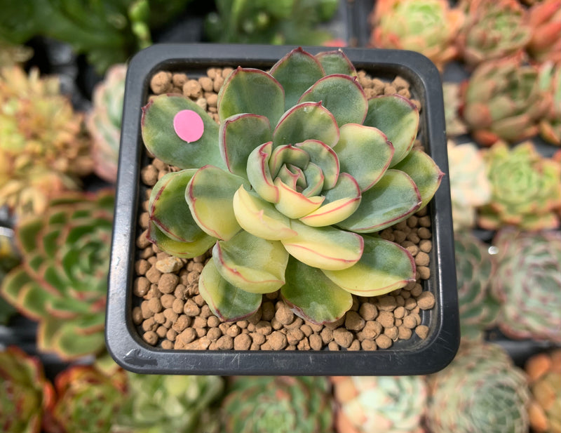 pulidonis succulent Echeveria 'Pulidonis' Variegated 2" Succulent Plant – True Succulents Plant Co