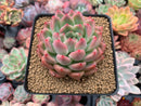 Echeveria Agavoides 'Bradley' 3" Succulent Plant