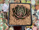 Echeveria Agavoides 'Rudolph' 2" Succulent Plant