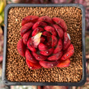 Echeveria Agavoides 'Rubra' 1"-2" Succulent Plant