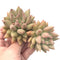Pachyphytum 'Finger Light' Double Head 5" Rare Succulent Plant