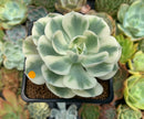 Echeveria 'Compton Carousel' 2"-3" Succulent Plant
