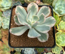 Echeveria 'Secunda' Variegated 2"-3" Succulent Plant
