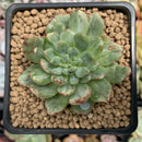 Echeveria Agavoides 'Miracle' Variegated 2" Succulent Plant