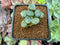 Haworthia Maughanii 'Mirage' 1" Succulent Plant