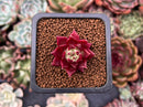 Echeveria Agavoides 'Superbell' 1" Succulent Plant