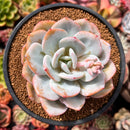 Echeveria 'Cream Tea' 4" Powdery Succulent Plant