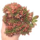 Echeveria sp. Crested Cluster Large 6" Succulent Plant