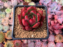 Echeveria Agavoides 'Frank Reinalt' Superclone 3" Succulent Plant