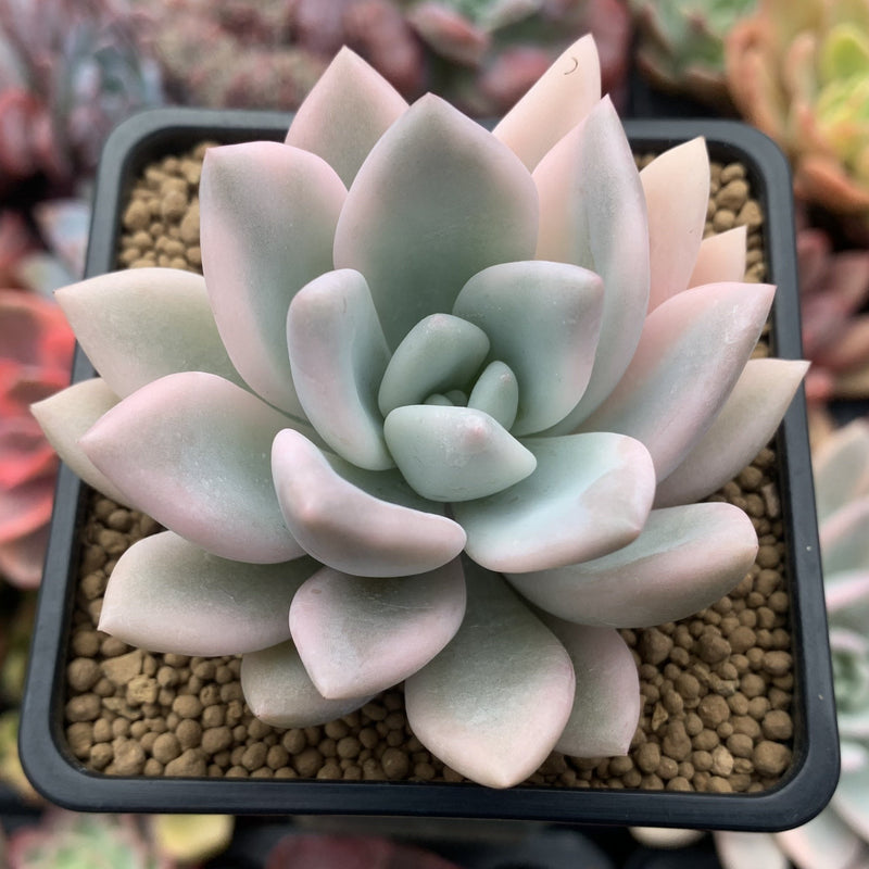 Graptoveria 'Opalina' Variegated 3
