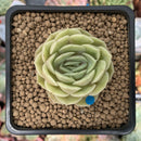 Echeveria 'Onslow' 1" Succulent Plant