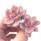Graptoveria Mrs. Richards Cluster 3” Rare Succulent Plant