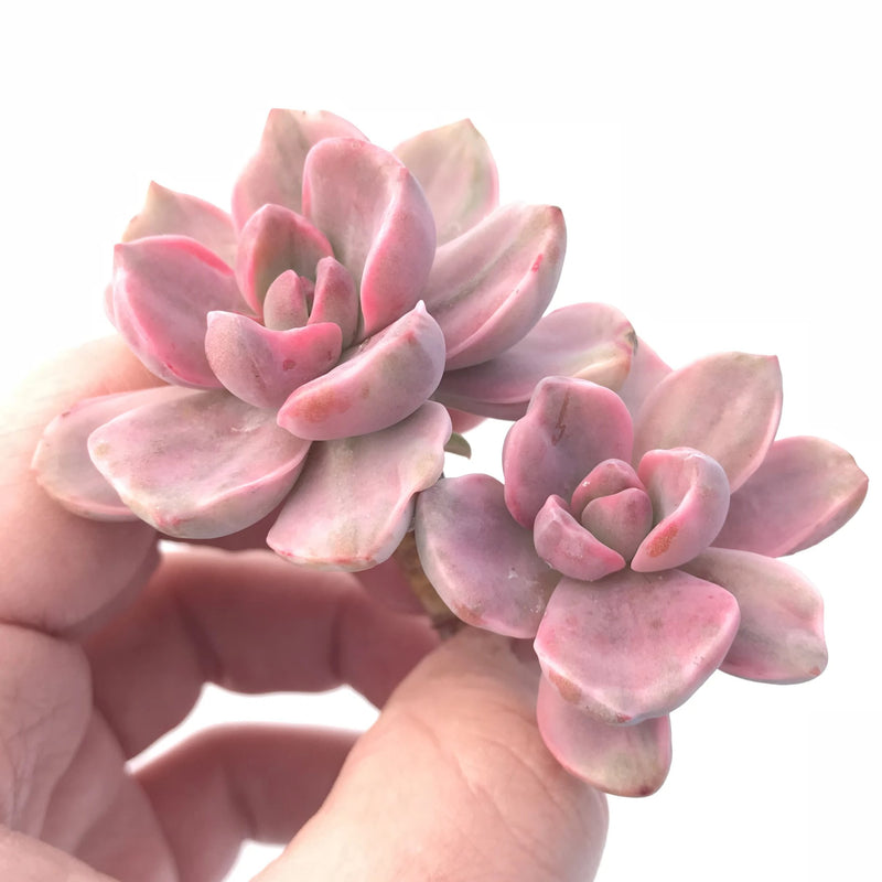 mrs richards succulent Graptoveria Mrs. Richards Cluster 3” Rare Succulent Plant – True Succulents Plant Co