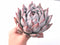 Echeveria Colorata Hybrid Extra Large Specimen 8” Rare Succulent Plant