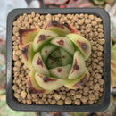 Echeveria Agavoides 'Kingway' 1" Succulent Plant